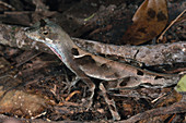 Anolis Lizard,Ecuador