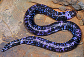 Speckled Worm Lizard