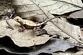 Western Leaf Lizard