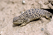 Qinghai Toad-Headed Lizard