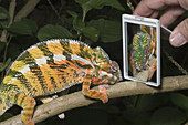 Panther chameleon with reflection