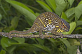 Female Chameleon