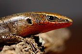 Red-throated Skink in breeding colours