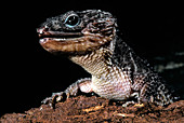 Crocodile Skink (Tribolonotus ponceleti)