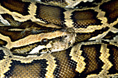 Indian or Burmese Python
