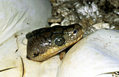 Timor Python Hatching