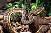 Timor Python (Python timorensis)