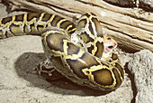 Burmese python with prey