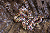 Coral Mud Snake