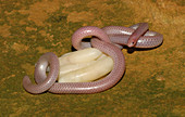 Western Blind Snake with eggs