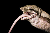 Red-tail boa constrictor eating a mouse