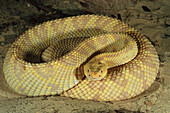 Northwestern Neotropical Rattlesnake