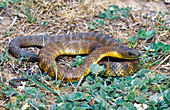 Mainland Tiger Snake