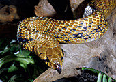 Zopilota Indigo Snake