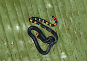 Pygmy Black Coral Snake