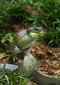 Giant Bird Snake