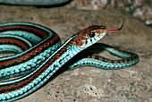 San Francisco Garter Snake