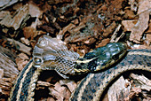 Eastern Garter Snake Shedding