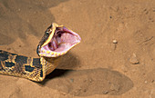 Eastern Hognose Snake Gaping