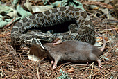 Rattlesnake with Prey