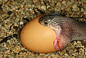 Egg-eating Snake swallowing chicken egg