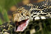 Gopher Snake (Pituophis melanoleucus)