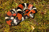 Tri-coloured Hognose Snake