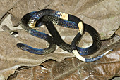 Sooty coral snake