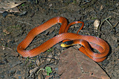 Yellow-headed calico snake