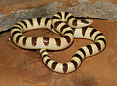 Western Shovelnose Snake