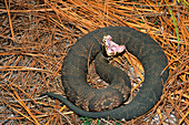Cottonmouth Gaping
