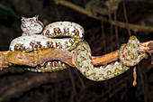 Eyelash Viper