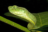 Two-Striped Forest Pit Viper