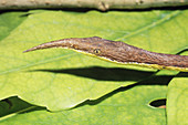 Male Leafnose Snake