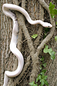 Leucistic Texas Rat Snake