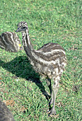 Emu Chick
