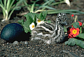 Emu Chick and Egg