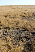 Abandoned Ostrich nest