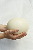 Ostrich Egg