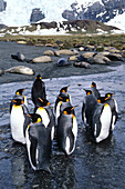 King Penguins