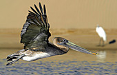 Brown Pelican (Pelecanus occidentalis)