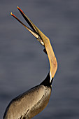 Brown Pelican Adult Yawning