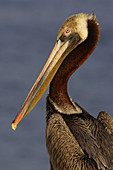 Brown Pelican