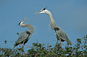 Great Blue Heron Courtship Display