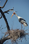 Painted stork at nest
