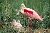 Roseate Spoonbill with chicks