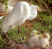 Great Egrets