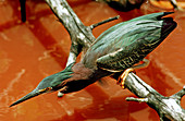 Green Back Heron