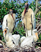 Wood Stork in Nest with Young