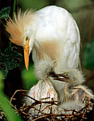 Cattle Egret and Nestlings